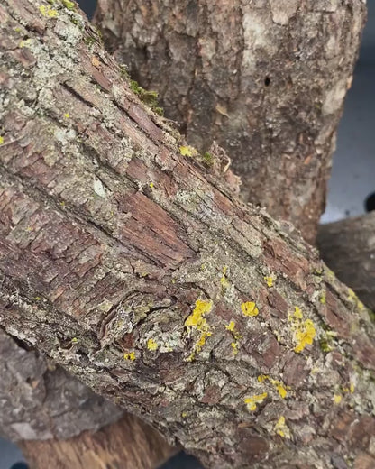 Colorado